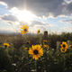 Image for article titled 45 Different Views of the Summer Solstice